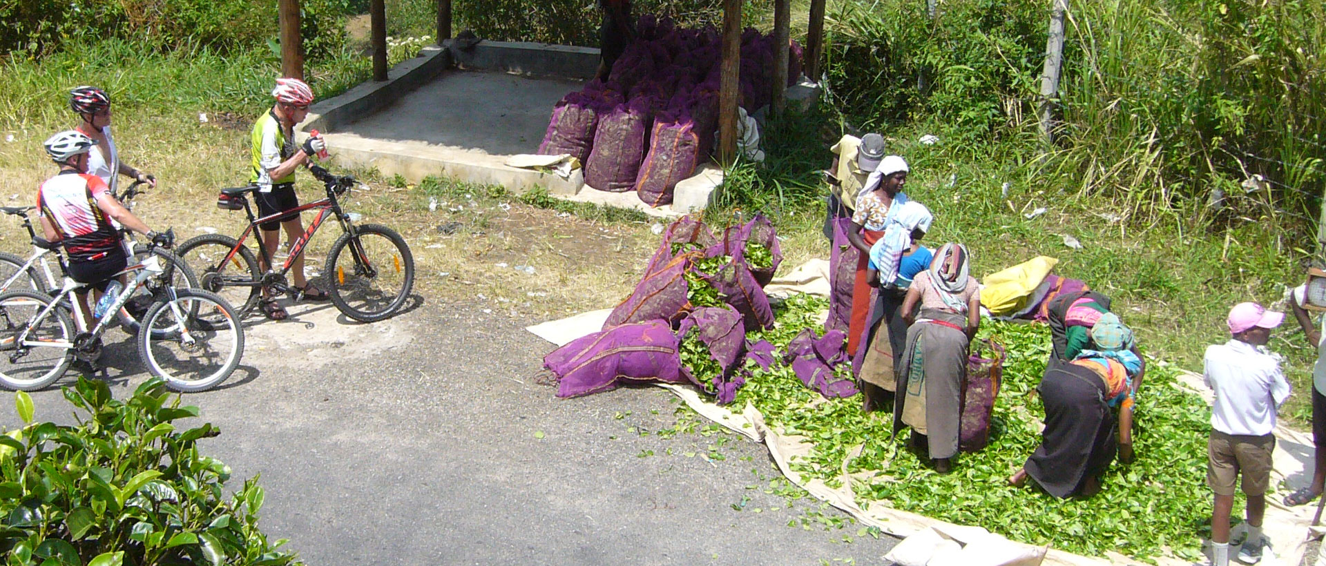 auf Ceylon Tee Trail entlang bewegt die  Radtour in Sri Lanka