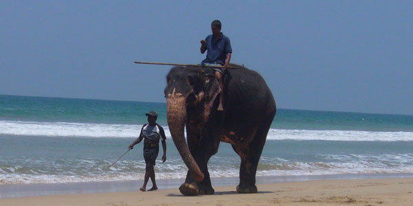 wanderreise zu den elefanten in Sri Lanka