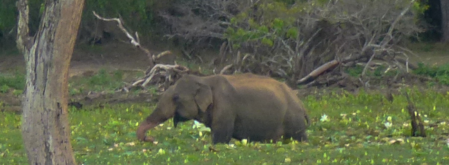 Wandereise-sri-lanka