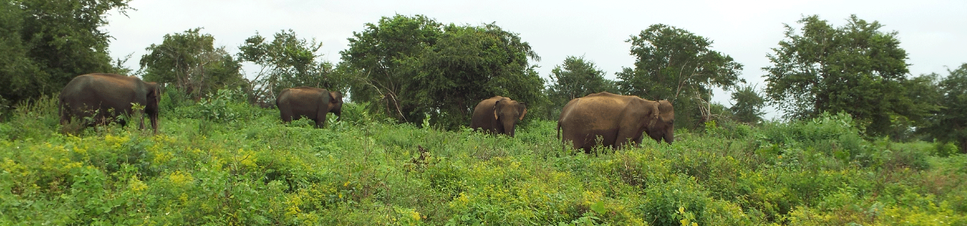 Wald mit frei lebende Elefanten