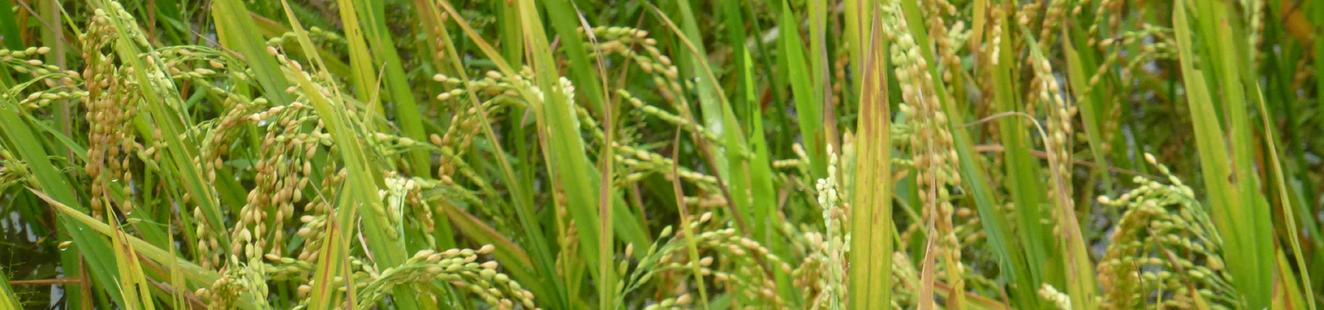 Reisfelder mit reifen Reisrispen